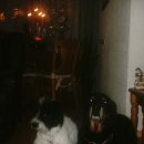 [Bild: Mannliche%2BScammer_cobbywater_65_cobbyw....thumb.jpg]