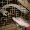 [Bild: Russland_anastasiya576bonb_04_anastasiya....thumb.jpg]