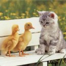 [Bild: Russland_inradk_43_inradk.jpg.thumb.jpg]