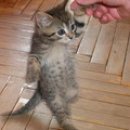 [Bild: Russland_inradk_44_inradk.jpg.thumb.jpg]