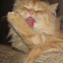 [Bild: Russland_kisa_kiss0500_24_kisa_kiss0500.jpg.thumb.jpg]