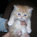 [Bild: Russland_kisa_kiss0500_67_kisa_kiss0500.jpg.thumb.jpg]