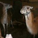 06_anastasiya576bonb